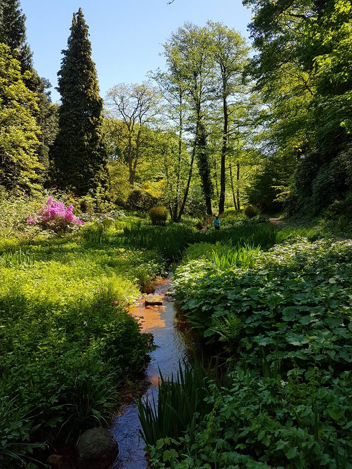 Der Frühling zeigt sich im Rombergpark in Dortmund gerade von seiner schönsten Seite  Ruhrbarone