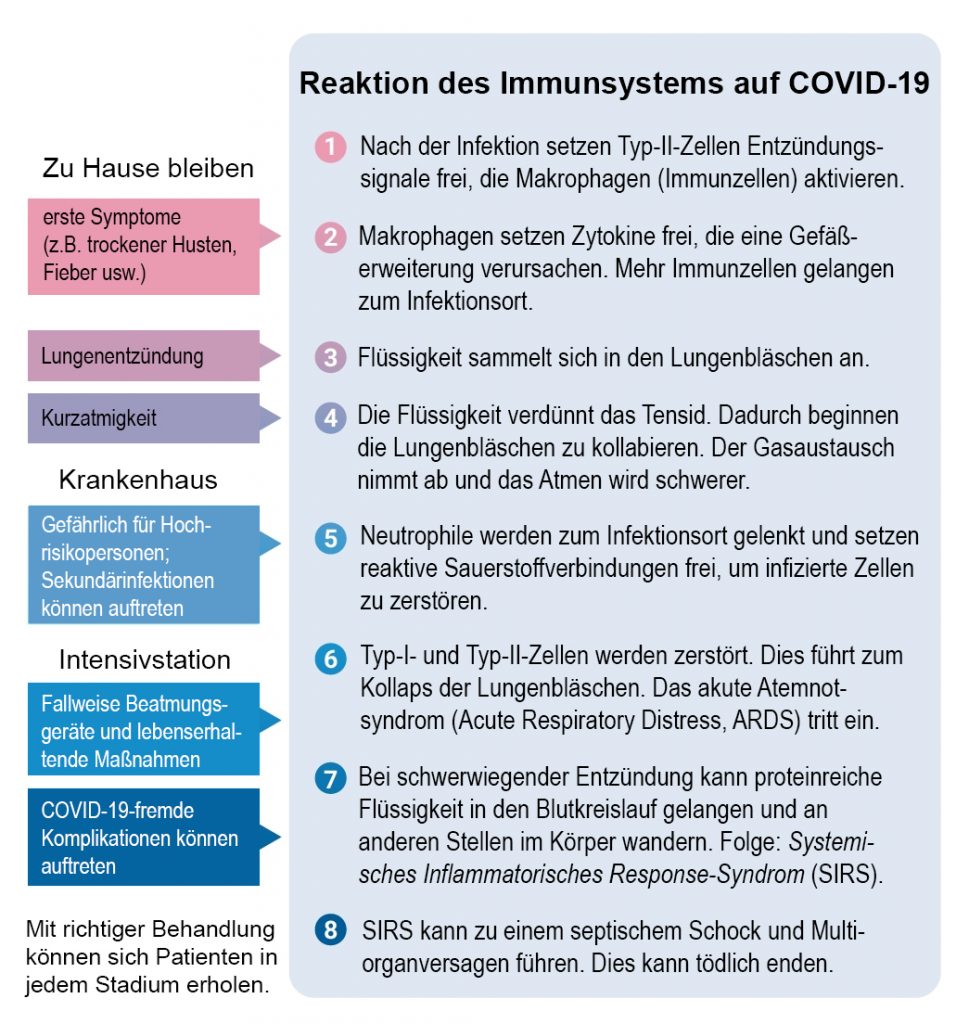 Reaktion des Immunsystems auf COVID-19