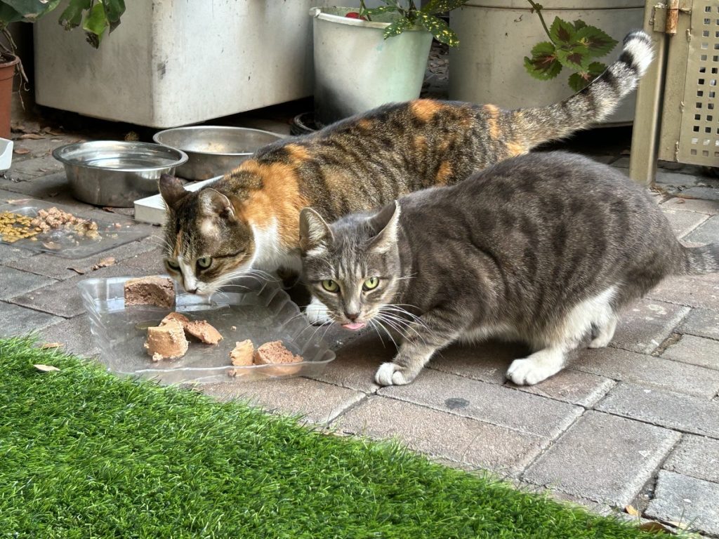 Die Katzen des Hotels: Trikot und Helga (Foto: Peter Ansmann)